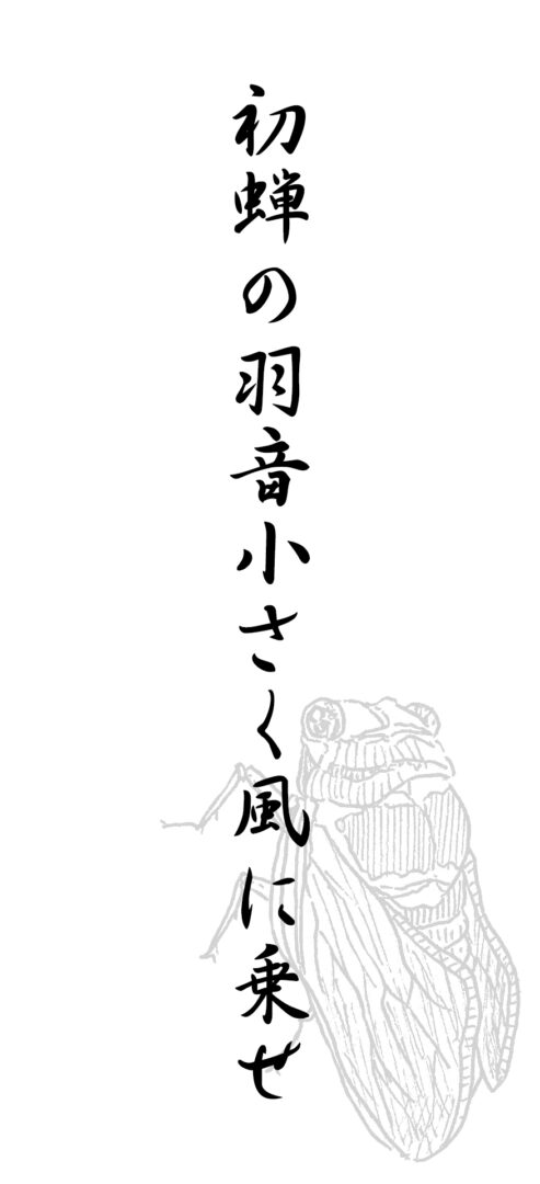 初蝉の羽音小さく風に乗せ
