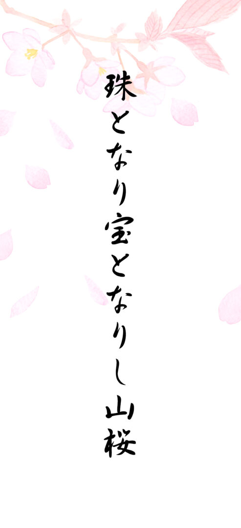 珠となり宝となりし山桜