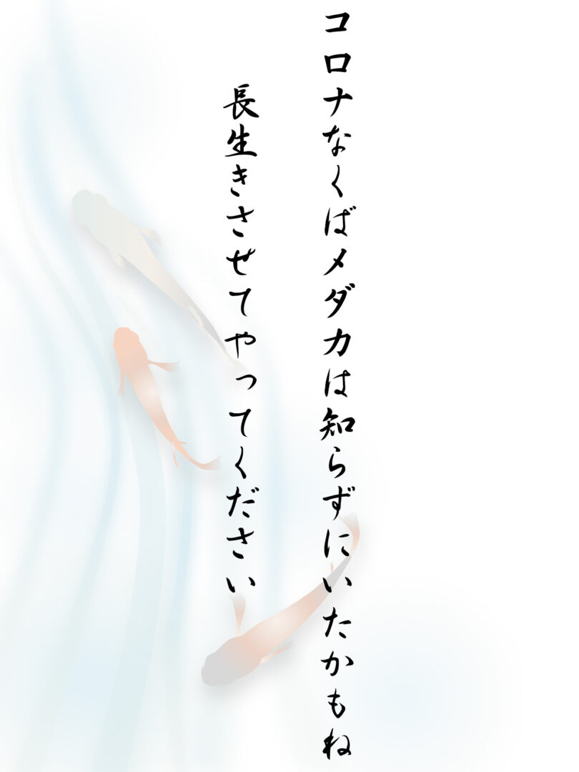 コロナなくばメダカは知らずにいたかもね 長生きさせてやってください