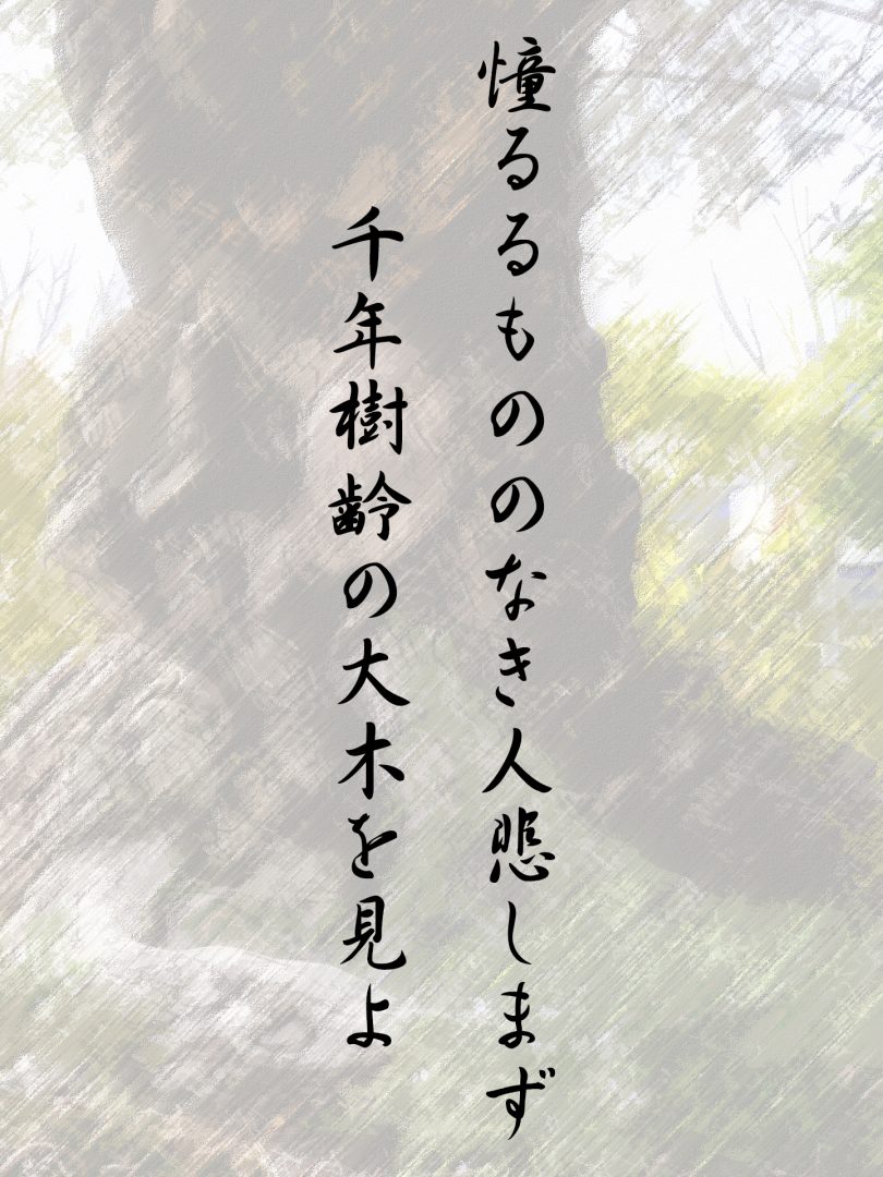 憧るるもののなき人悲しまず 千年樹齢の大木を見よ