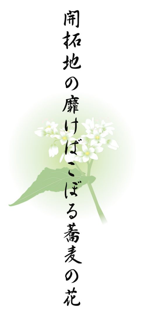 開拓地の靡けばこぼる蕎麦の花