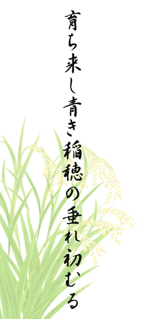 育ち来し青き稲穂の垂れ初むる