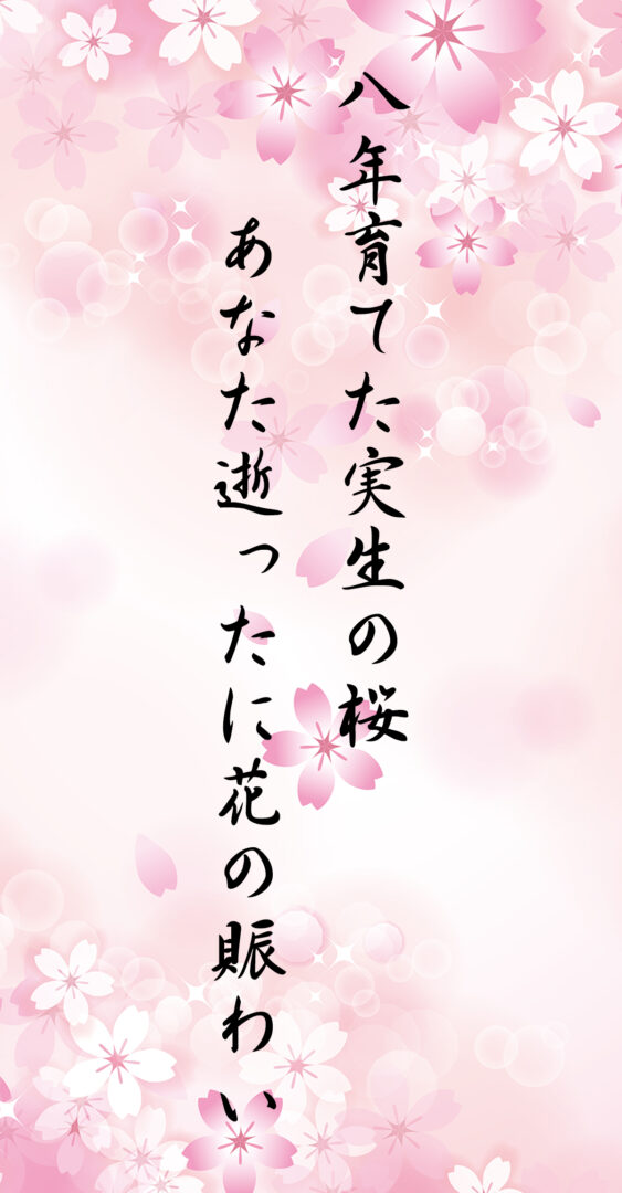 八年育てた実生の桜 あなた逝ったに花の賑わい