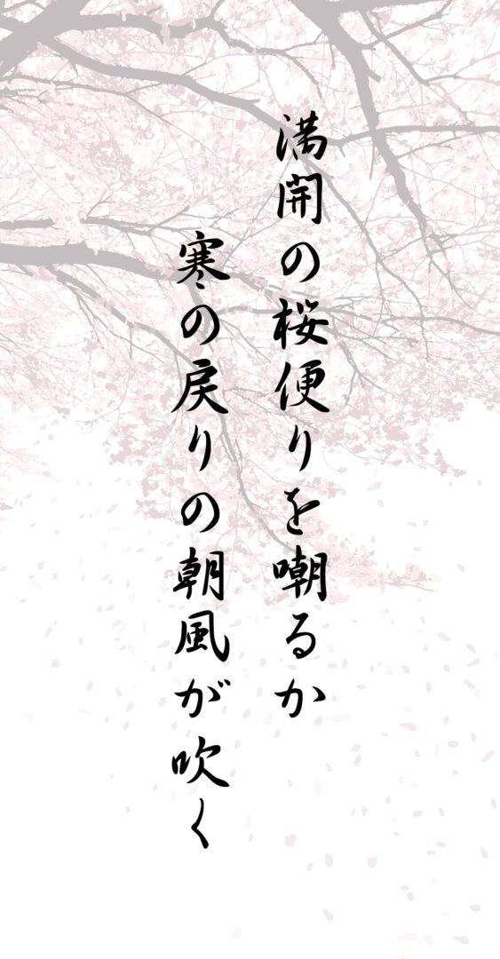 満開の桜便りを嘲るか 寒の戻りの朝風が吹く