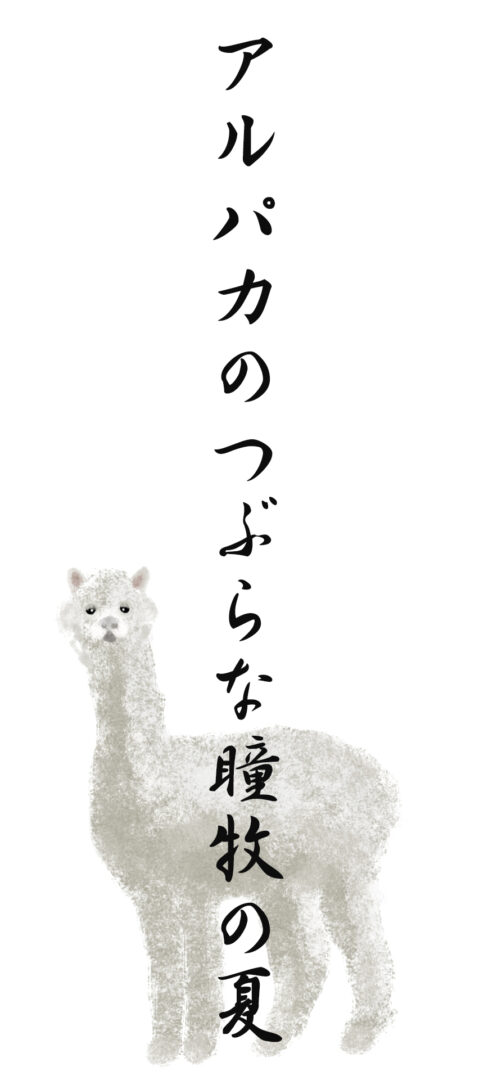 アルパカのつぶらな瞳牧の夏