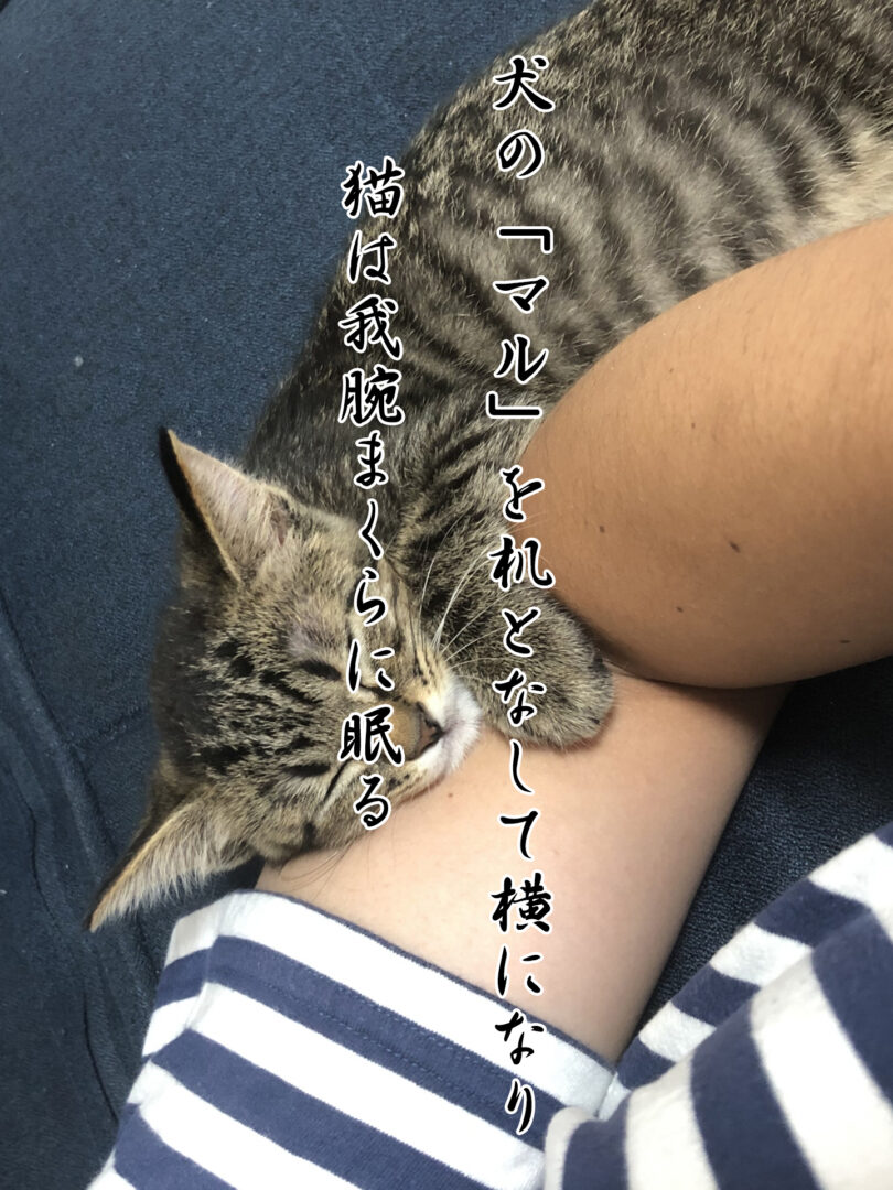 平出サトコ