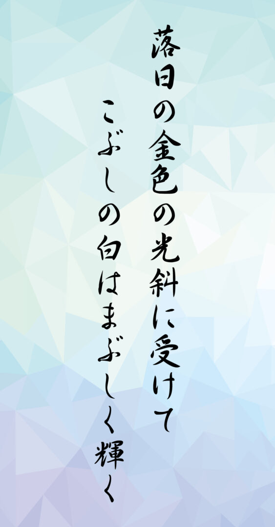 落日の金色の光斜に受けて こぶしの白はまぶしく輝く