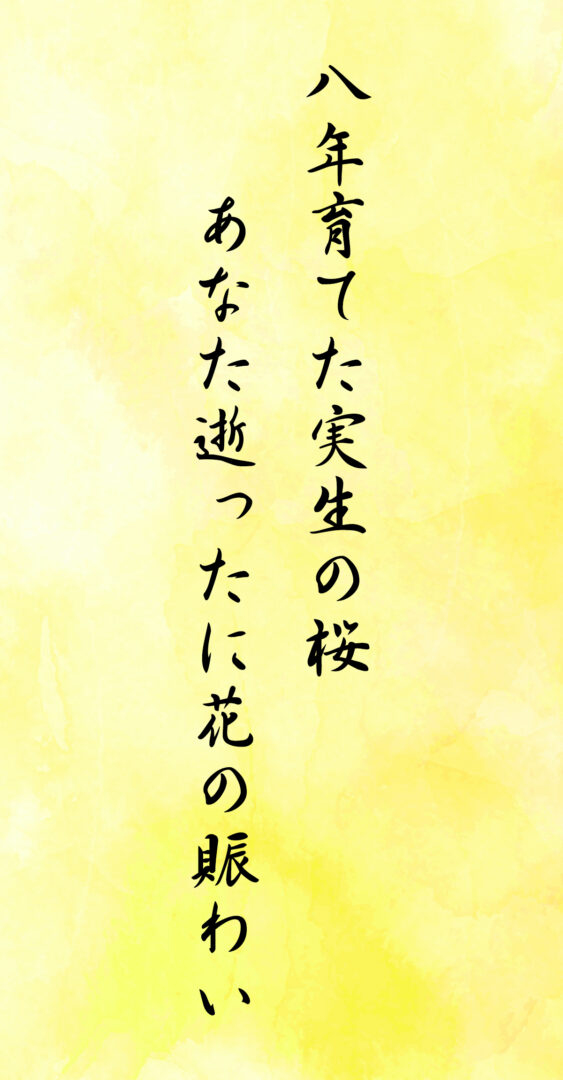 八年育てた実生の桜 あなた逝ったに花の賑わい